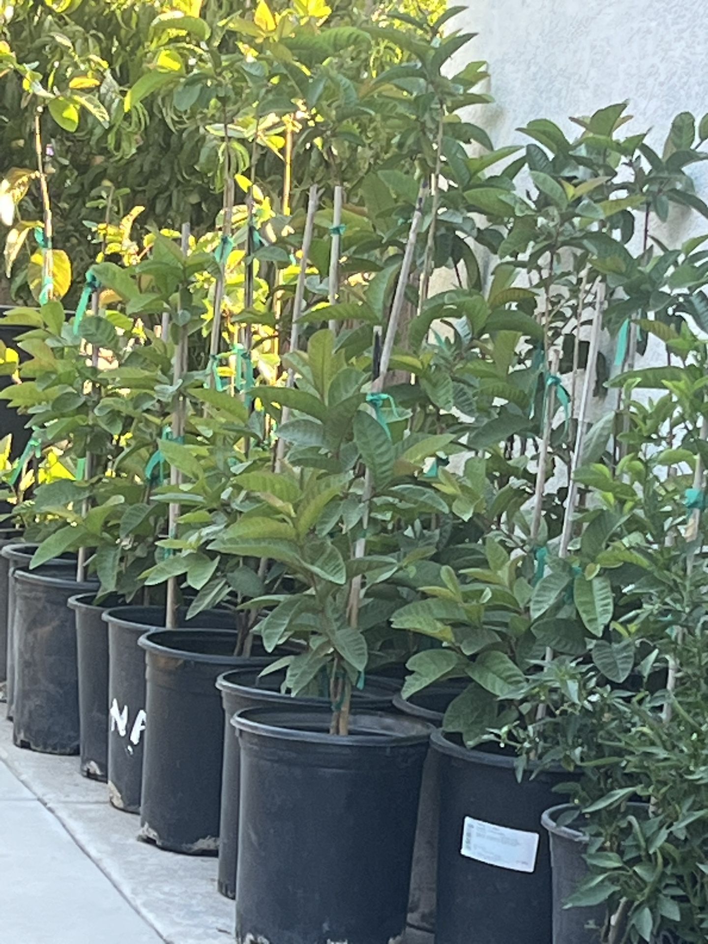 Plantas De Guallavos