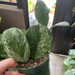 Hoya Obovatas Splash Plants