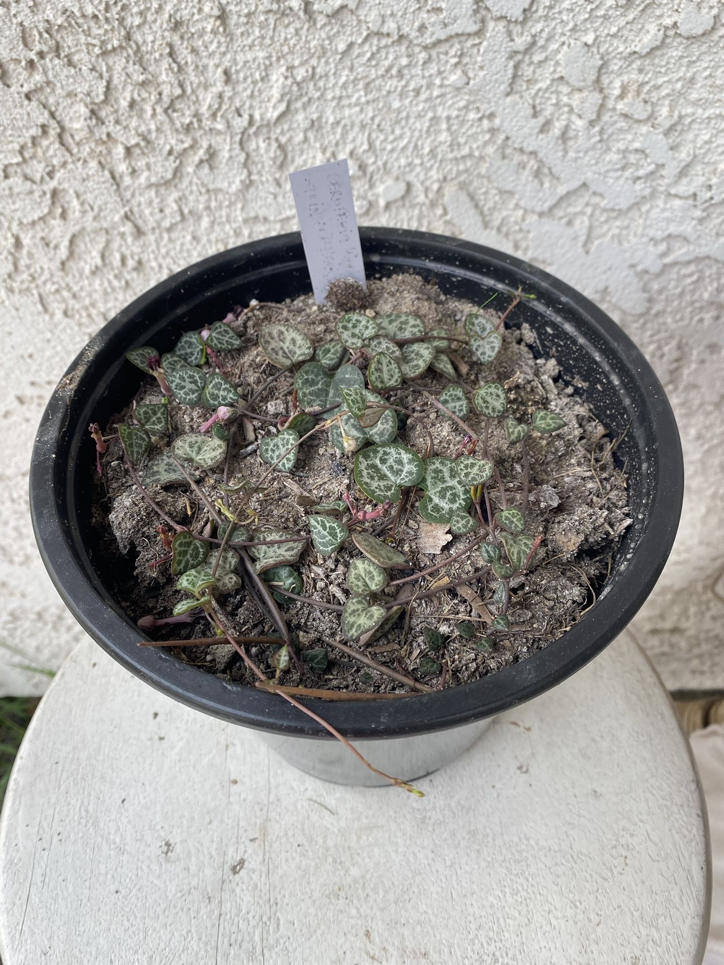 1.5 Gallon Pot Succulent Plant - Ceropegia Woodii - String of Hearts - Trailing Succulent - Rooted & Established - Drought Resistant 🪴❤️