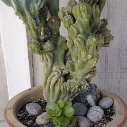 Cereus peruvianus 'Monstrose'