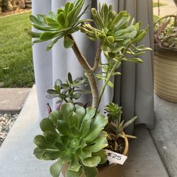Large Succulent 