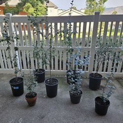 Oak Trees - Coastal Oaks or Valley Oaks