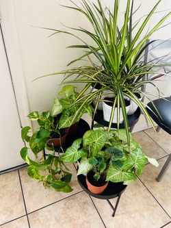 Plant for sale 10 each