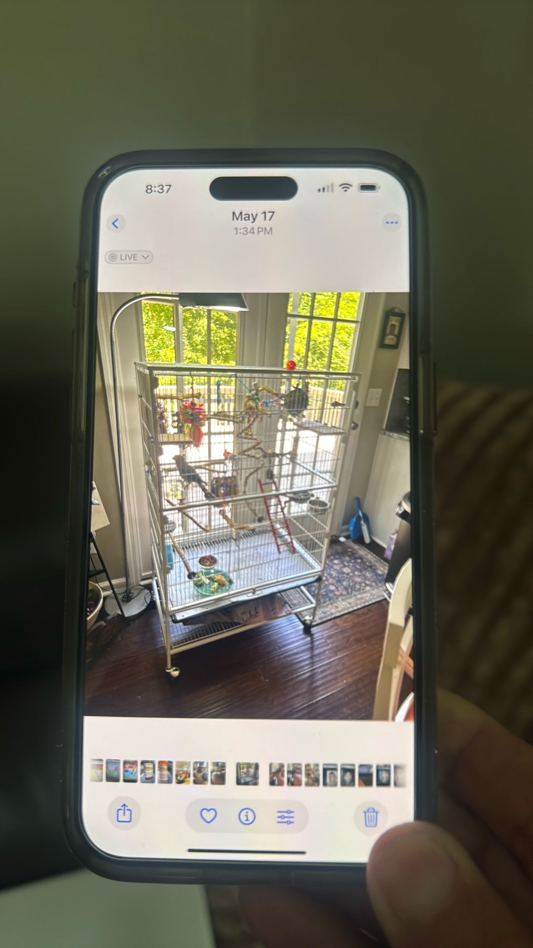 Bird Cage No Toys Just Cage