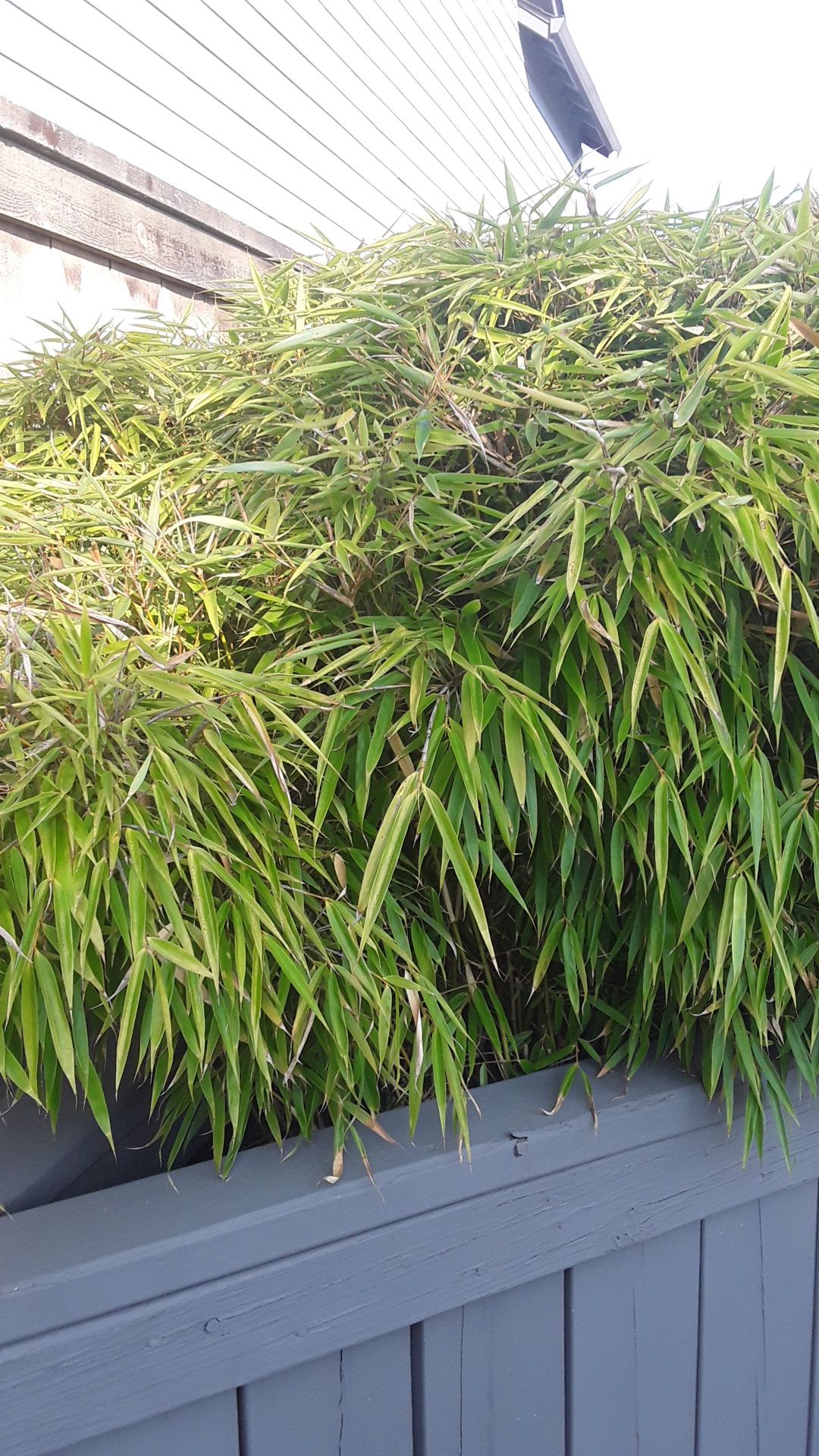 Small Bamboo - Good For Flower Pots