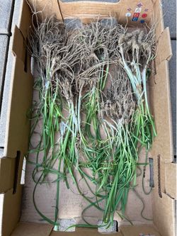 韭菜根Fresh Garlic Chive Roots - $15 for 50+ Roots!