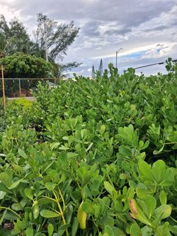 Privacy hedges on sale starting from $13