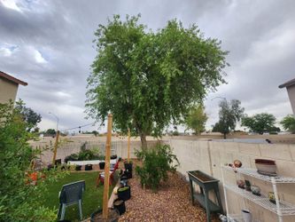 Plants