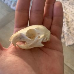 Taxidermy Squirrel Skull!! $25!! 