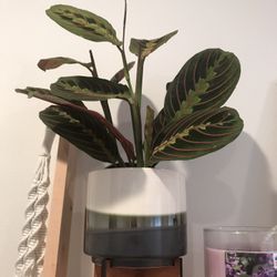 Maranta Red in 4” Nursery Pot