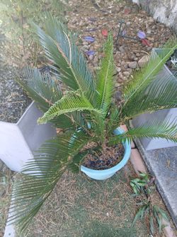Plata