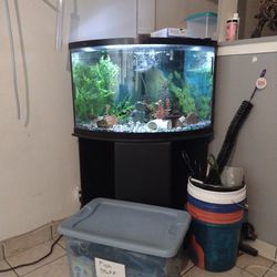 Corner Fish Tank
