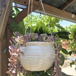 Plant In Ceramic Pot