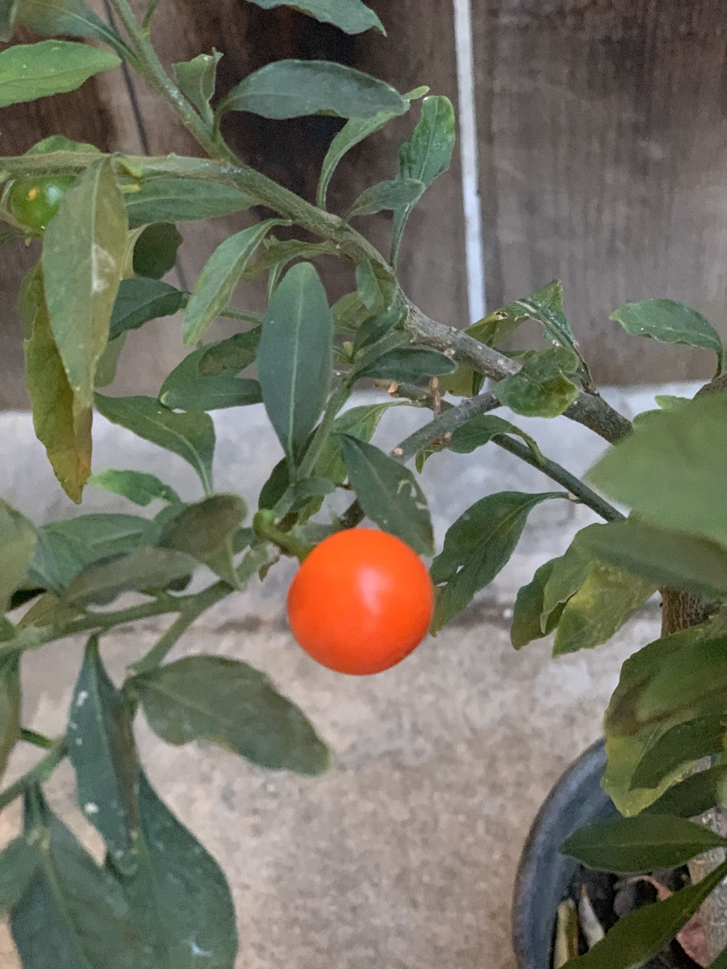 Fruiting Blooming Flowering Christmas Cherry Live Plant in one Gallon