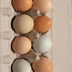 chicken eggs. 