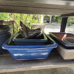 Assorted Used bonsai pots