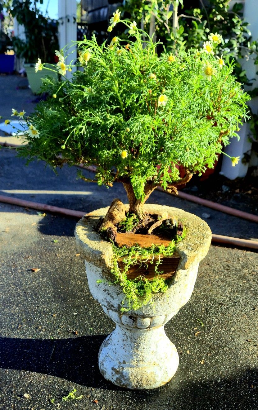 Bonsai Tree 2yrs
