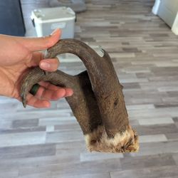 Pronghorn Sheds