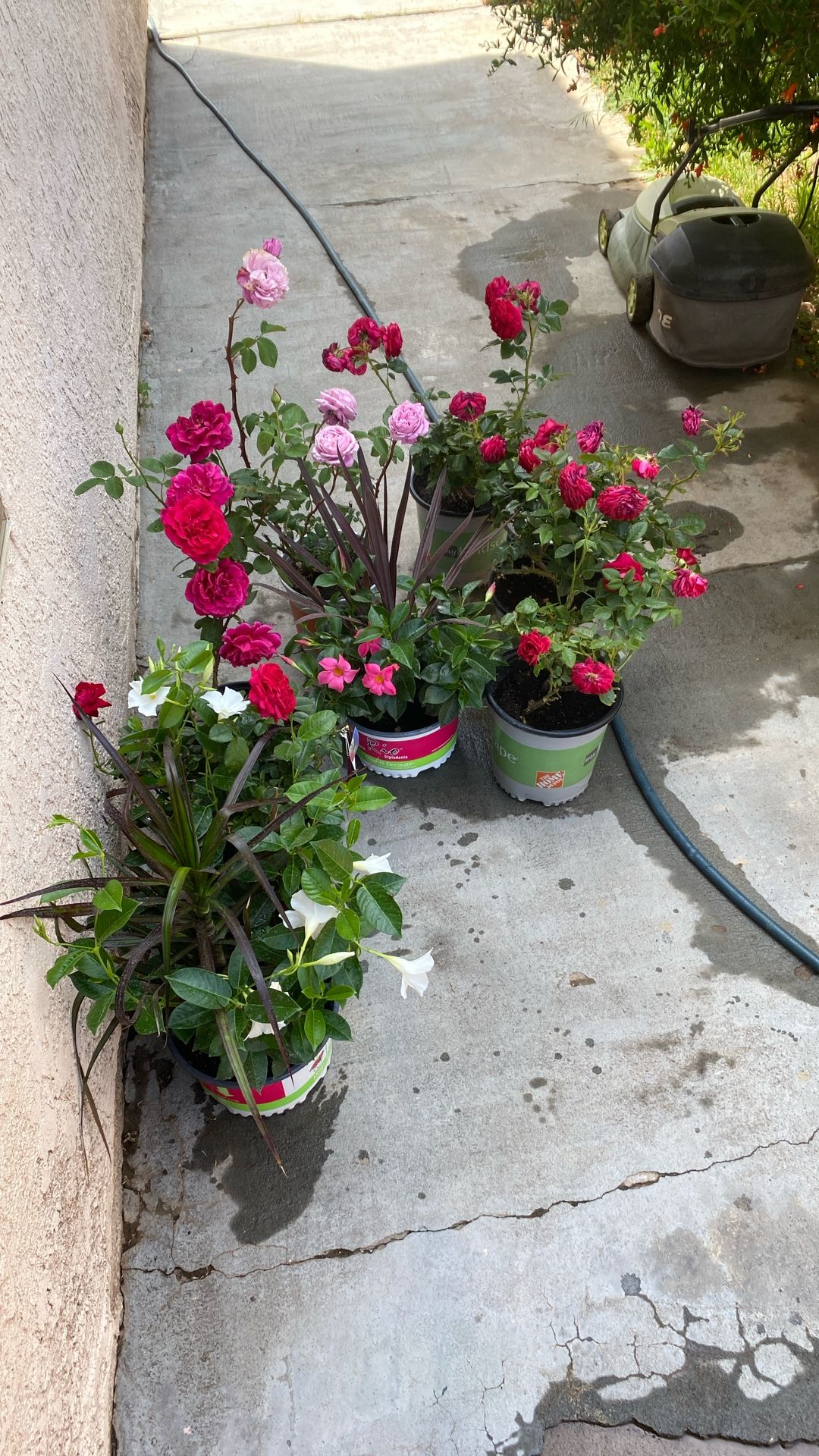 Garden Plants