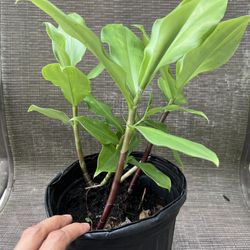 Insulin plant  Organic Herbal remedy Natural Homeopathic Costus Igneus Live 1Gal