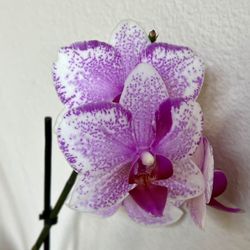 Orchid Plant 
