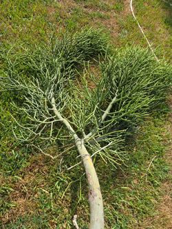 4 feet fired Stick $20.00