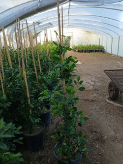 5 gal Ficus