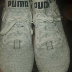 White Pumas