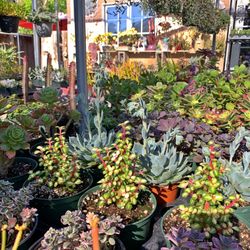 Succulents For Sale