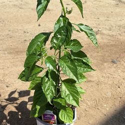 Orange Habanero Plants