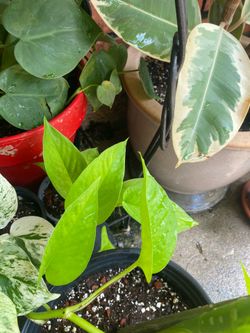 Plants, pothos n more