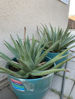 Aloe vera