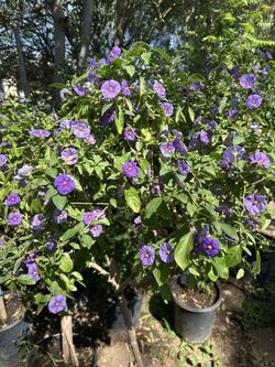 Blue potato Bush