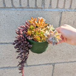 Beautiful Succulents Arrangement 