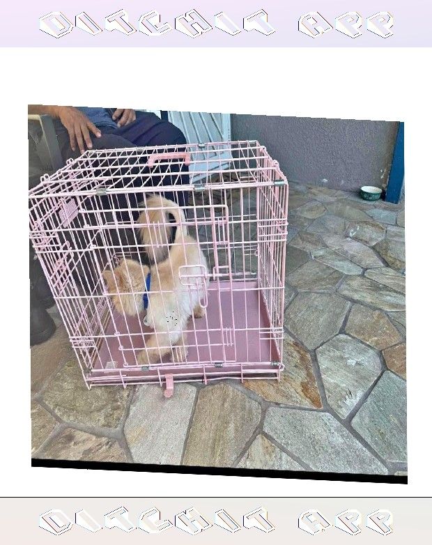 pretty fund Tough Metal Dog Crates - Dependable and Secure