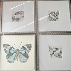 Set Of 4 Framed Butterfly Illustrations Cottagecore