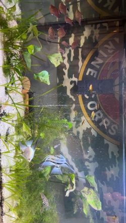 125gal and 20gal tank