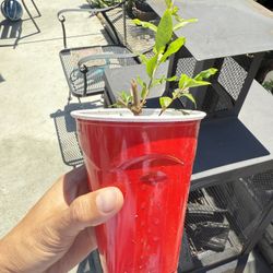 Organic Pomegranate Plant 