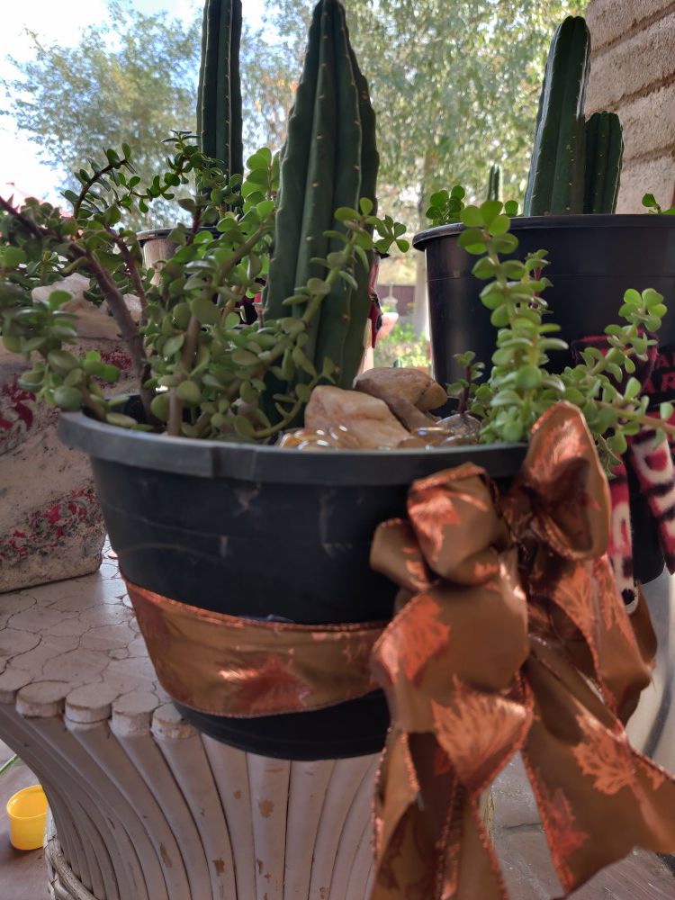Give Mom a plant for Thanksgiving succulent, cacti, plant