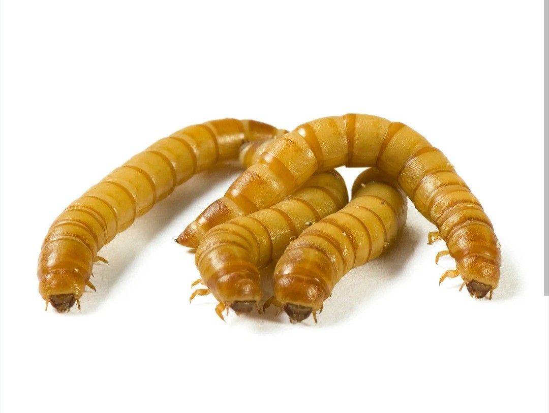 Mealworms
