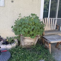 24 Inches Old Planter Full Of Succulents $30