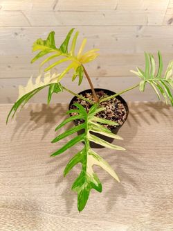 Florida Beauty x Tortum Philodendron