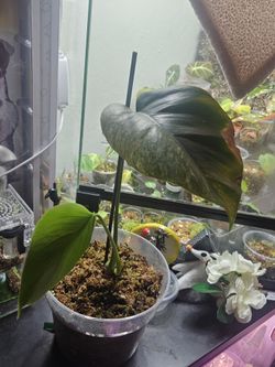 Monstera NOID Mint