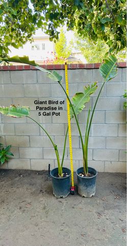 Giant White bird of Paradise Tropical Evergreen Shrub (Price for each)