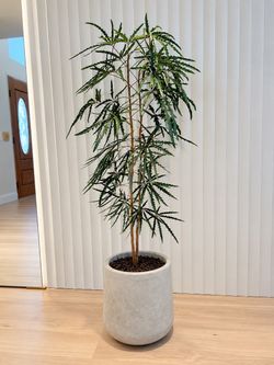 🌿 Stunning Ming Aralia – $250 Including Concrete Planter