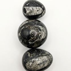 🌟 Set of 3 Polished Orthoceras Fossil Eggs! 🌟