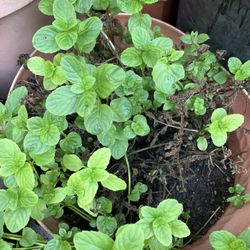 Mint Plant Big 