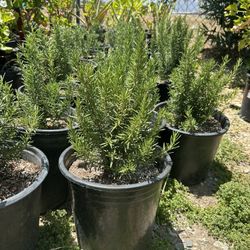 Romero / Rosemary Plant 