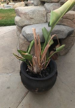Plants