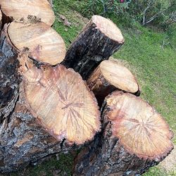 Pine stumps